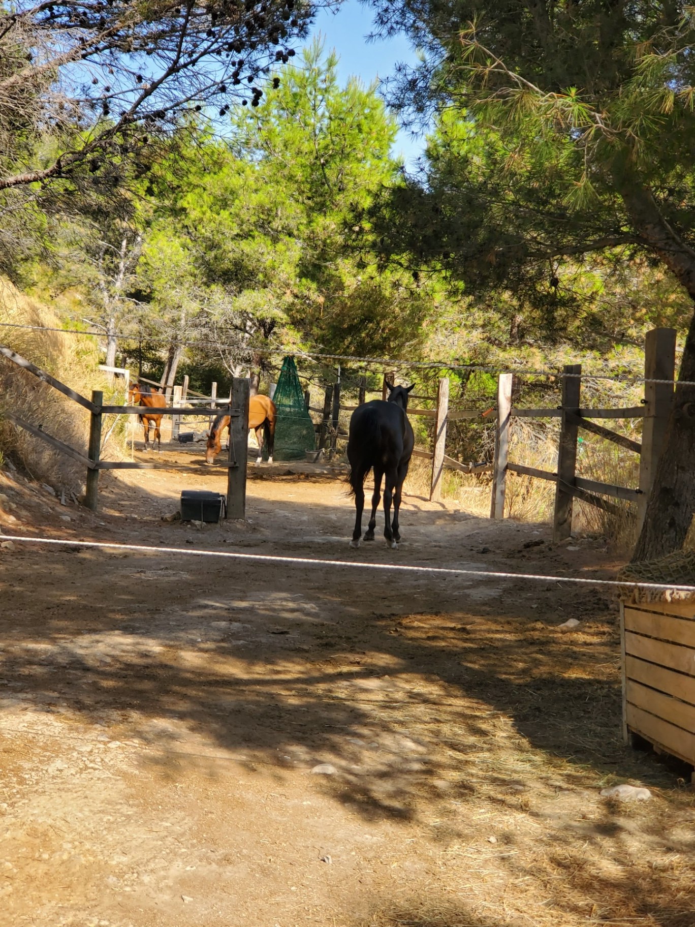 Boxes et paddocks attenants